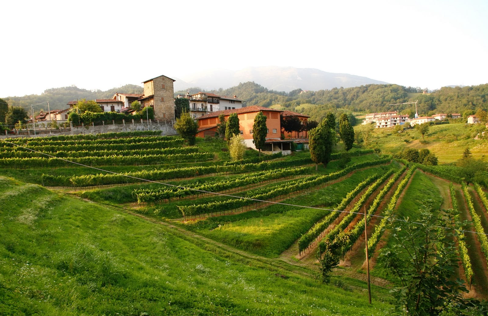 I vigneti dell'Agriturismo Il Belvedere